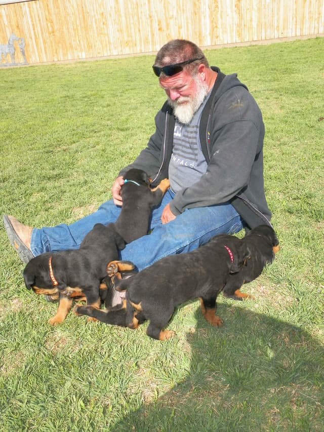 Gunner and Bella's Little Miss Congeniality Puppies media 19