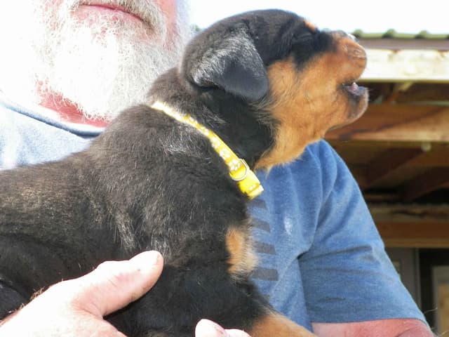 Gunner and Bella's Little Miss Congeniality Puppies media 20