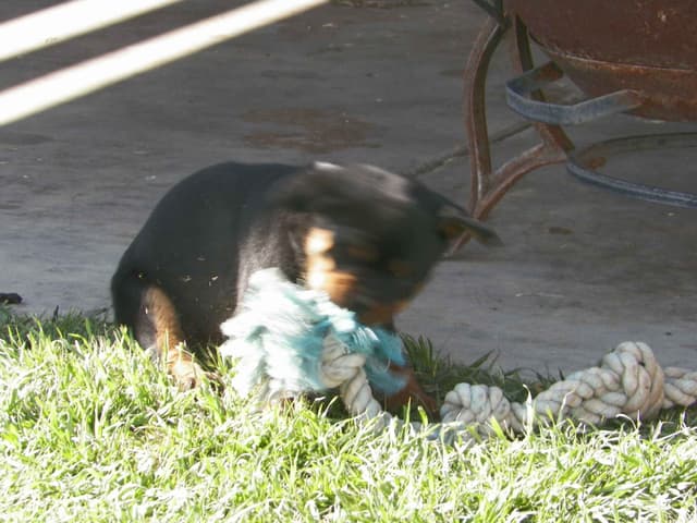 Gunner and Bella's Little Miss Congeniality Puppies media 21