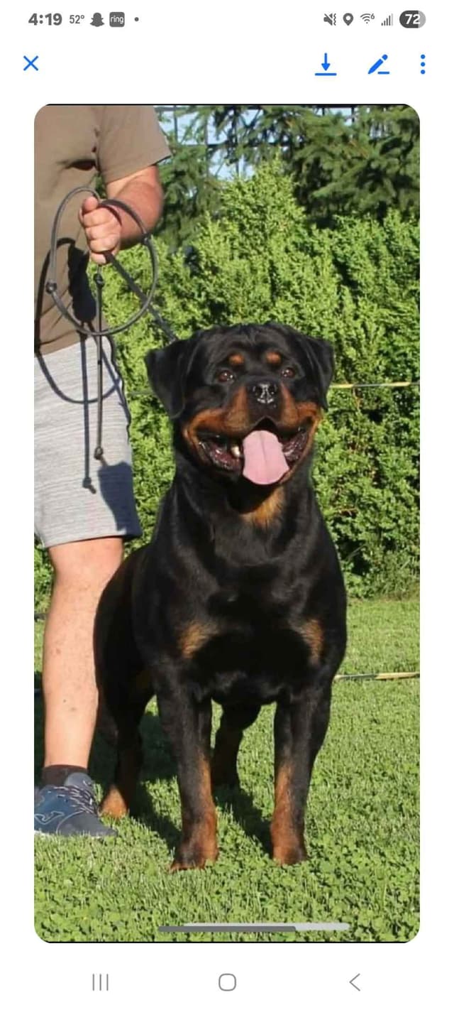 Gunner and Bella's Little Miss Congeniality Puppies media 22