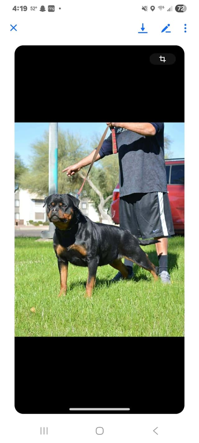 Gunner and Bella's Little Miss Congeniality Puppies media 24