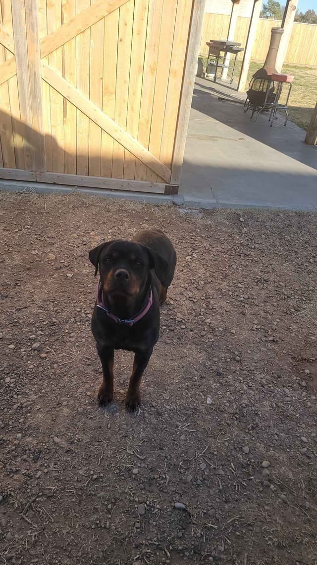 Gunner and Bella's Little Miss Congeniality Puppies media 26