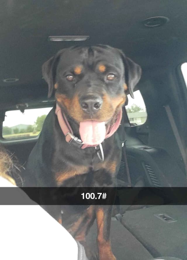 Gunner and Bella's Little Miss Congeniality Puppies media 25