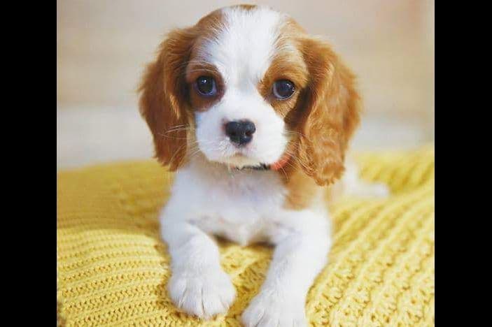 Cavalier King Charles Spaniel Puppies breeder image 4