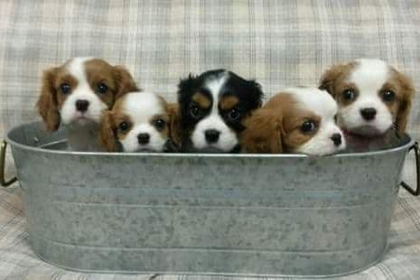 Cavalier King Charles Spaniel Puppies breeder image 3