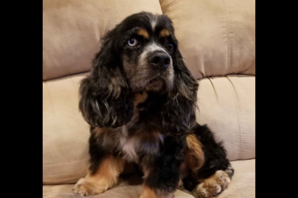 Cavalier King Charles Spaniel Puppies breeder image 5