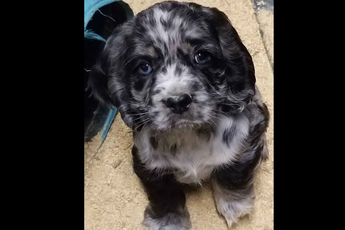 Cavalier King Charles Spaniel Puppies breeder image 8