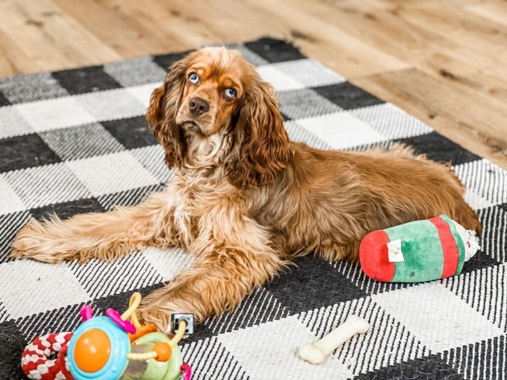 Cavalier King Charles Spaniel Puppies breeder image 1