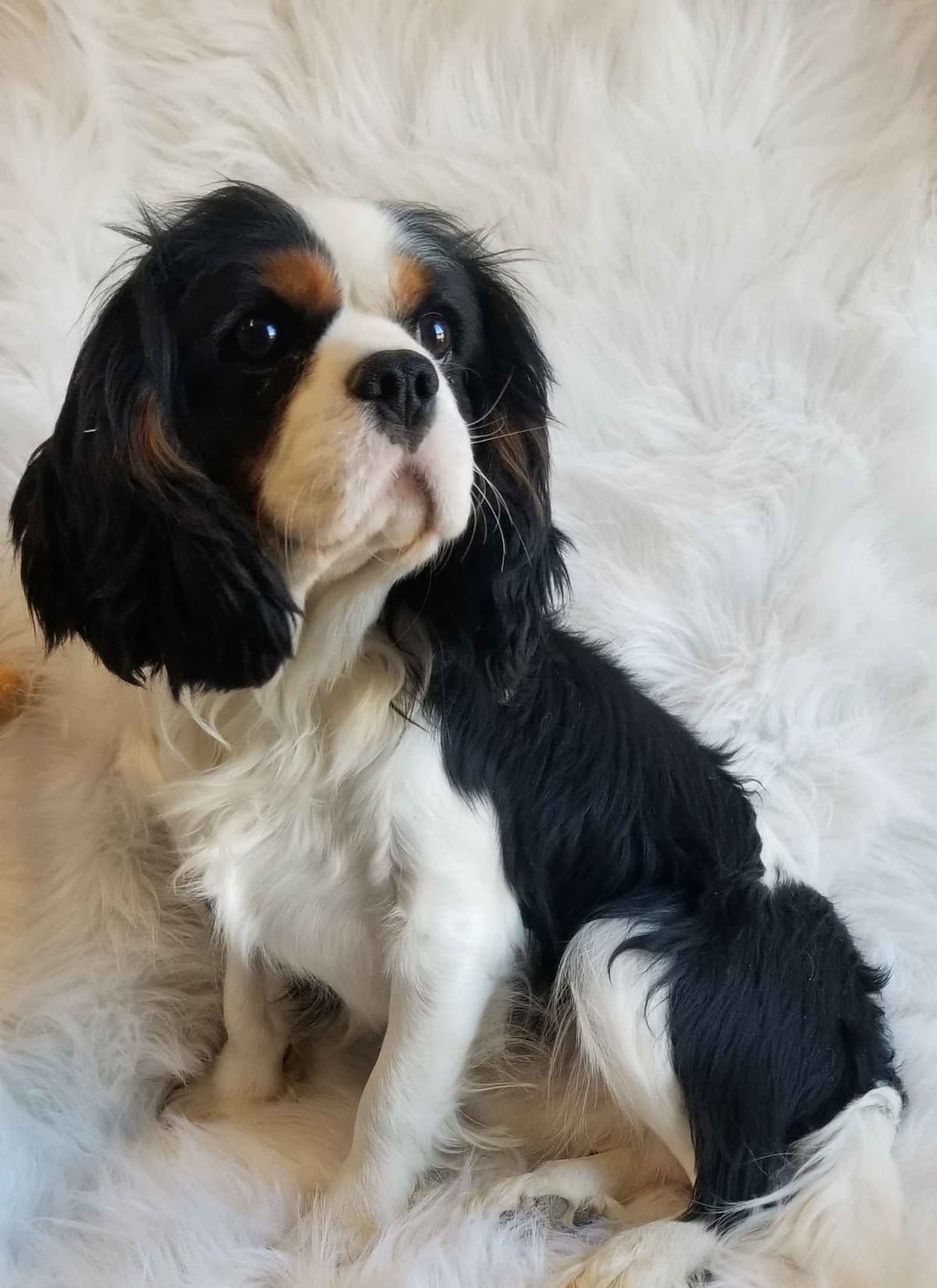 Cavalier King Charles Spaniel Puppies breeder image 12