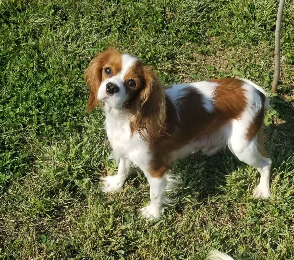Cavalier King Charles Spaniel Puppies breeder image 13