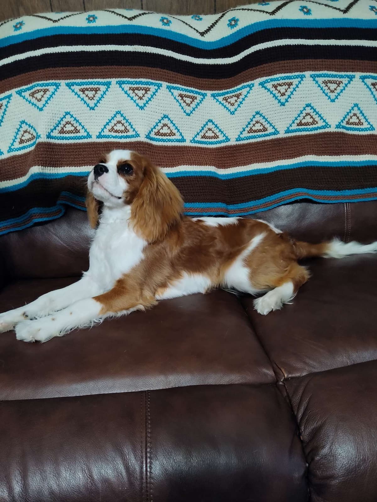 Cavalier King Charles Spaniel Puppies breeder image 14