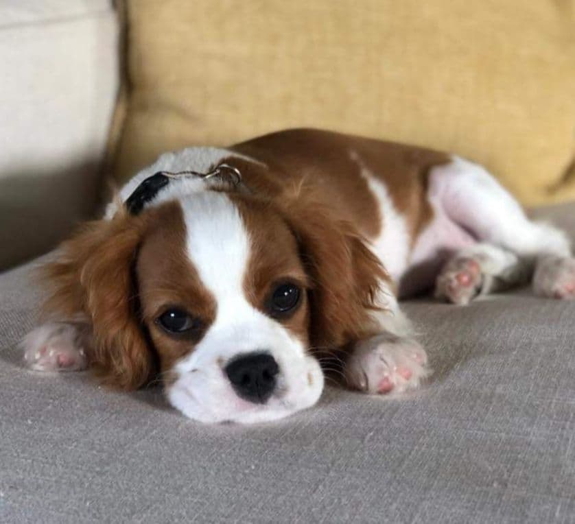 Cavalier King Charles Spaniel Puppies breeder image 15