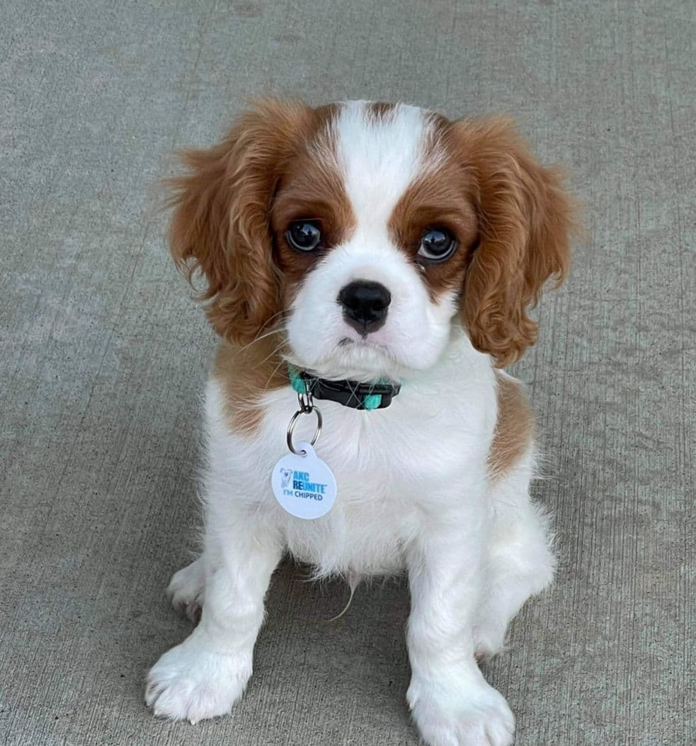 Cavalier King Charles Spaniel Puppies breeder image 16