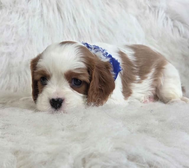 Cavalier King Charles Spaniel Puppies media 9