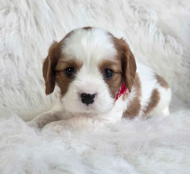 Cavalier King Charles Spaniel Puppies media 4