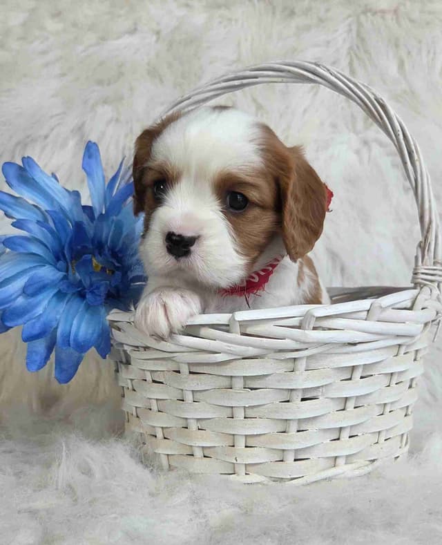 Cavalier King Charles Spaniel Puppies media 3