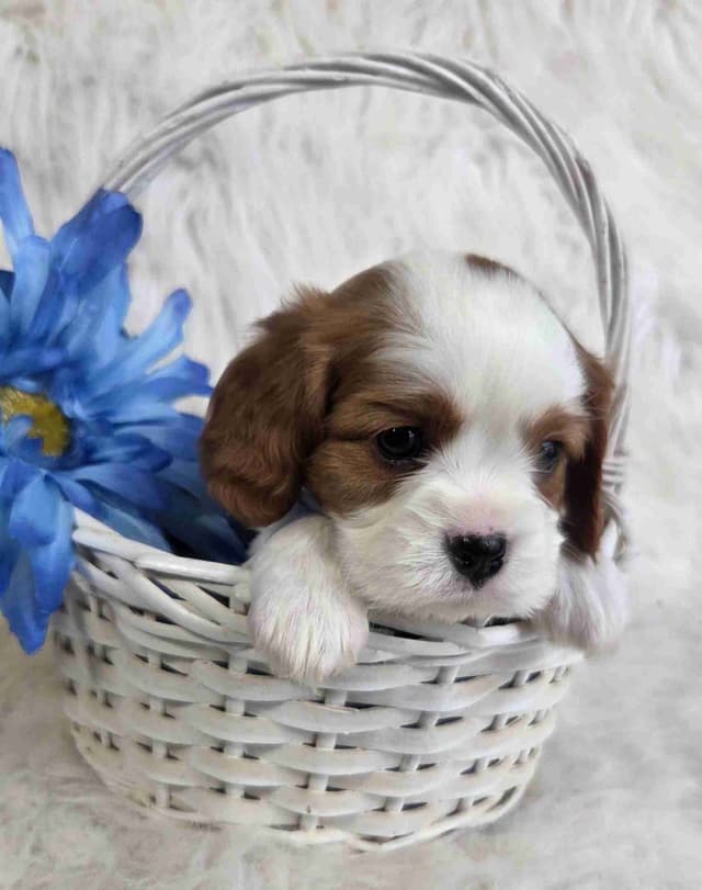 Cavalier King Charles Spaniel Puppies media 6