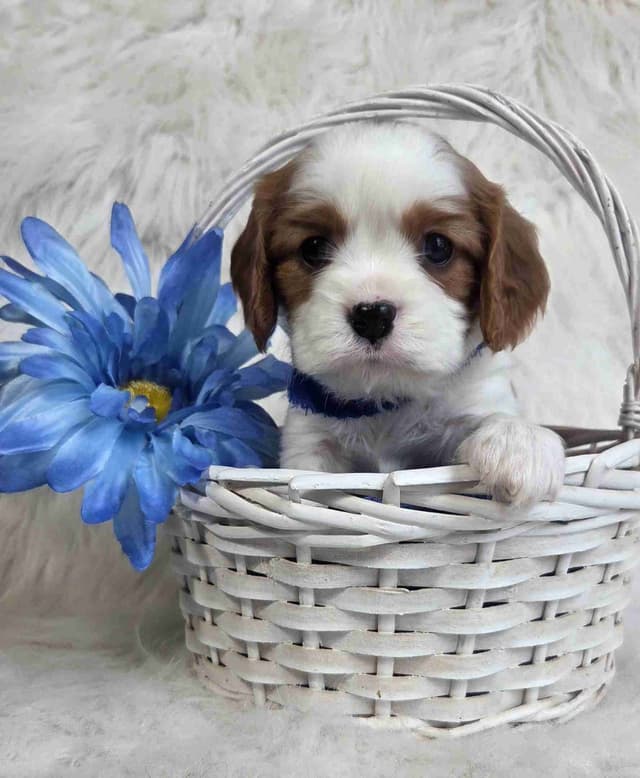 Cavalier King Charles Spaniel Puppies media 7