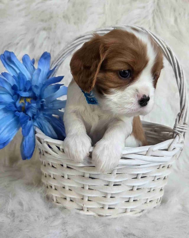 Cavalier King Charles Spaniel Puppies media 8