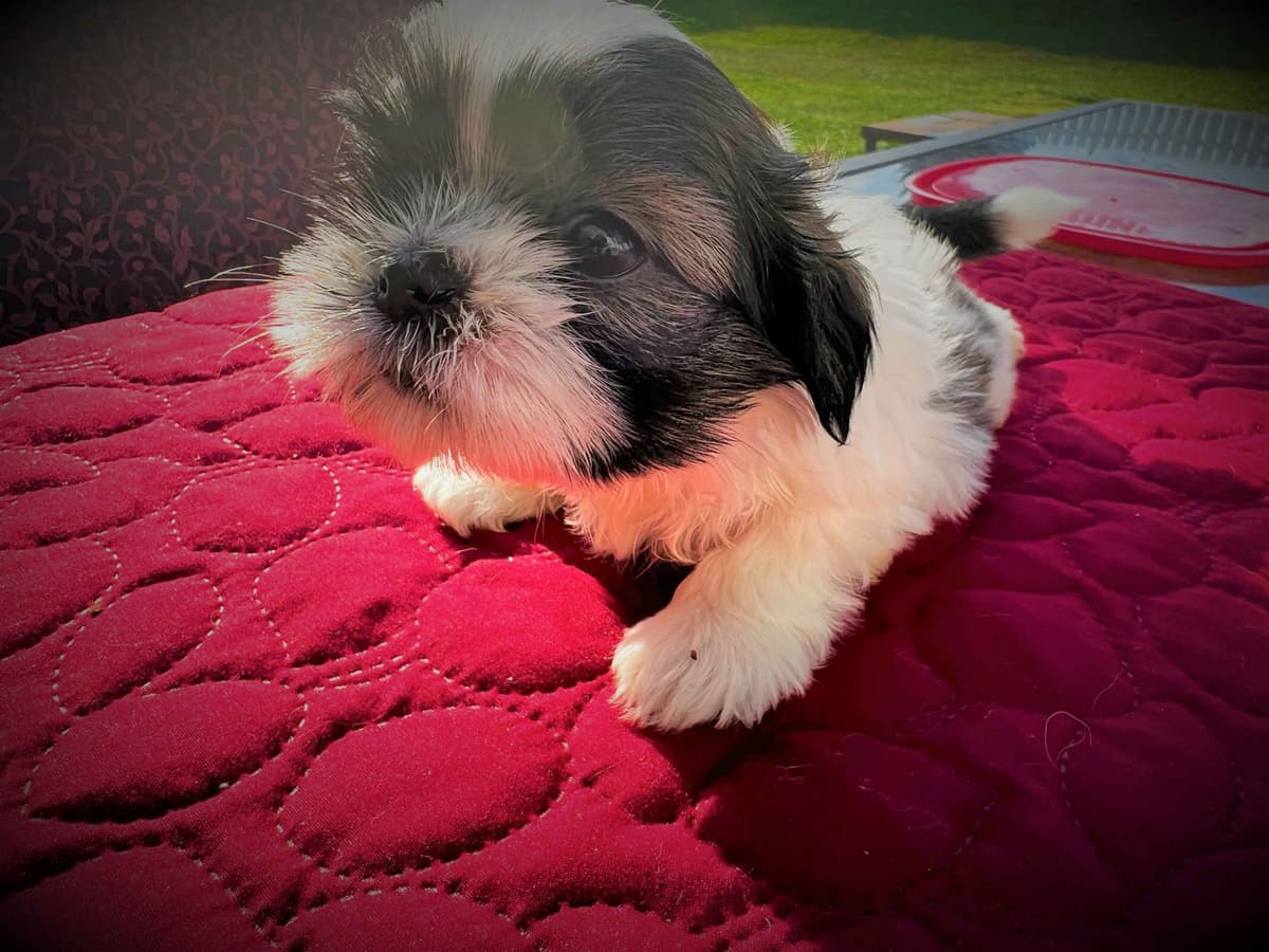Adorable Tri Color Treasures breeder image 2