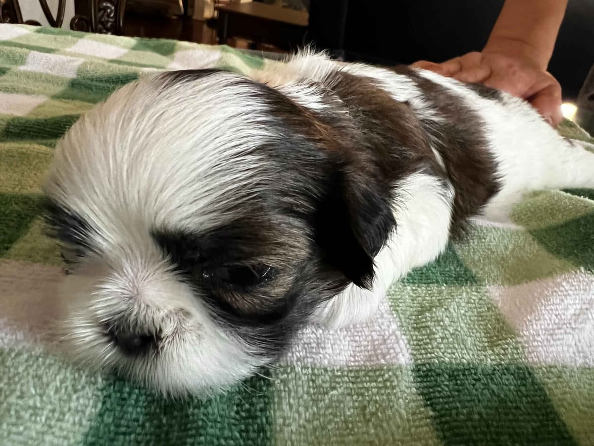 Adorable Tri Color Treasures breeder image 3