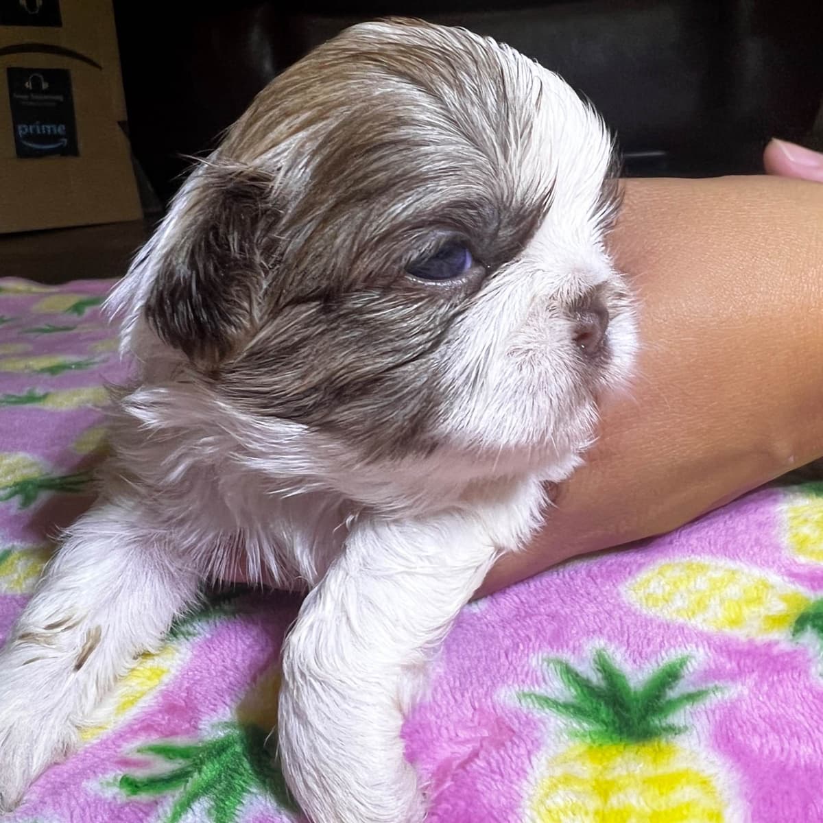 Adorable Tri Color Treasures breeder image 7