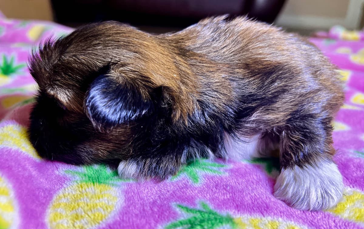 Adorable Tri Color Treasures breeder image 8