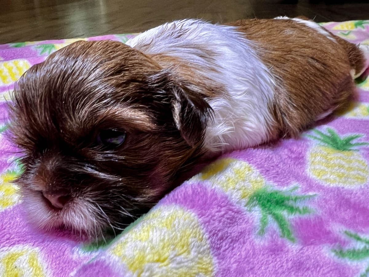 Adorable Tri Color Treasures breeder image 6