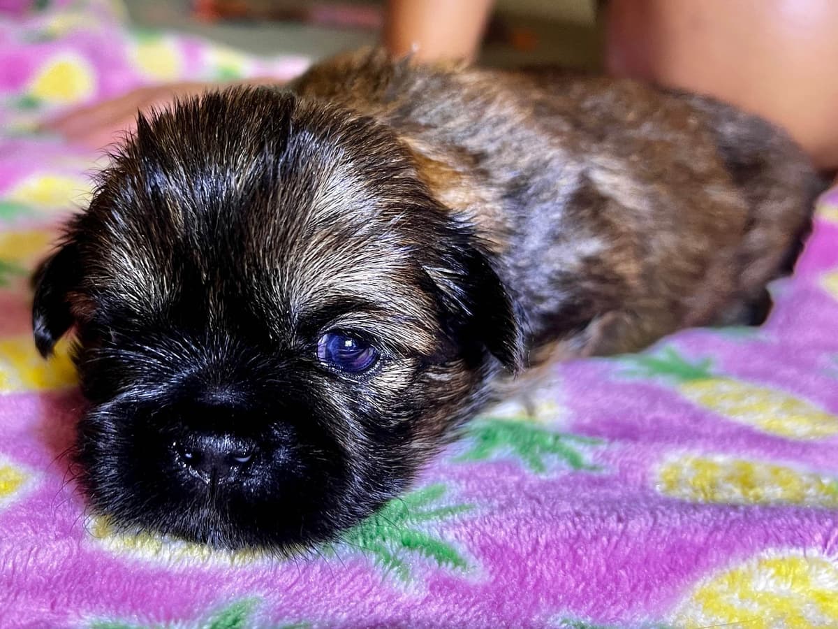 Adorable Tri Color Treasures breeder image 9