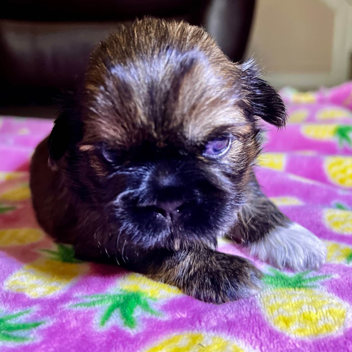 Adorable Tri Color Treasures breeder image 10