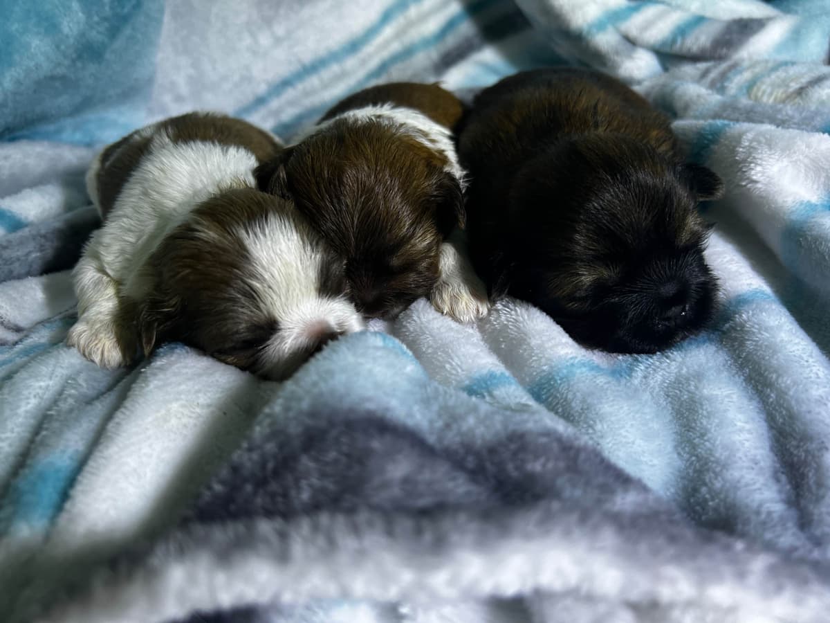 Adorable Tri Color Treasures breeder image 11
