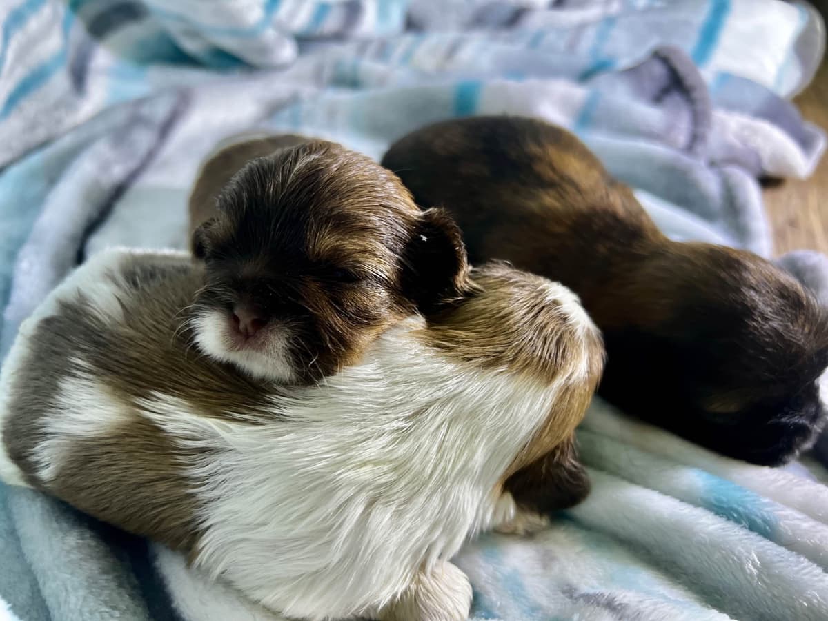 Adorable Tri Color Treasures breeder image 1