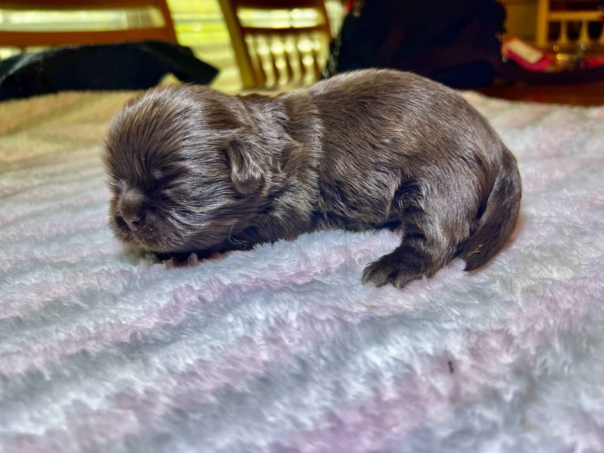 Adorable Tri Color Treasures breeder image 13