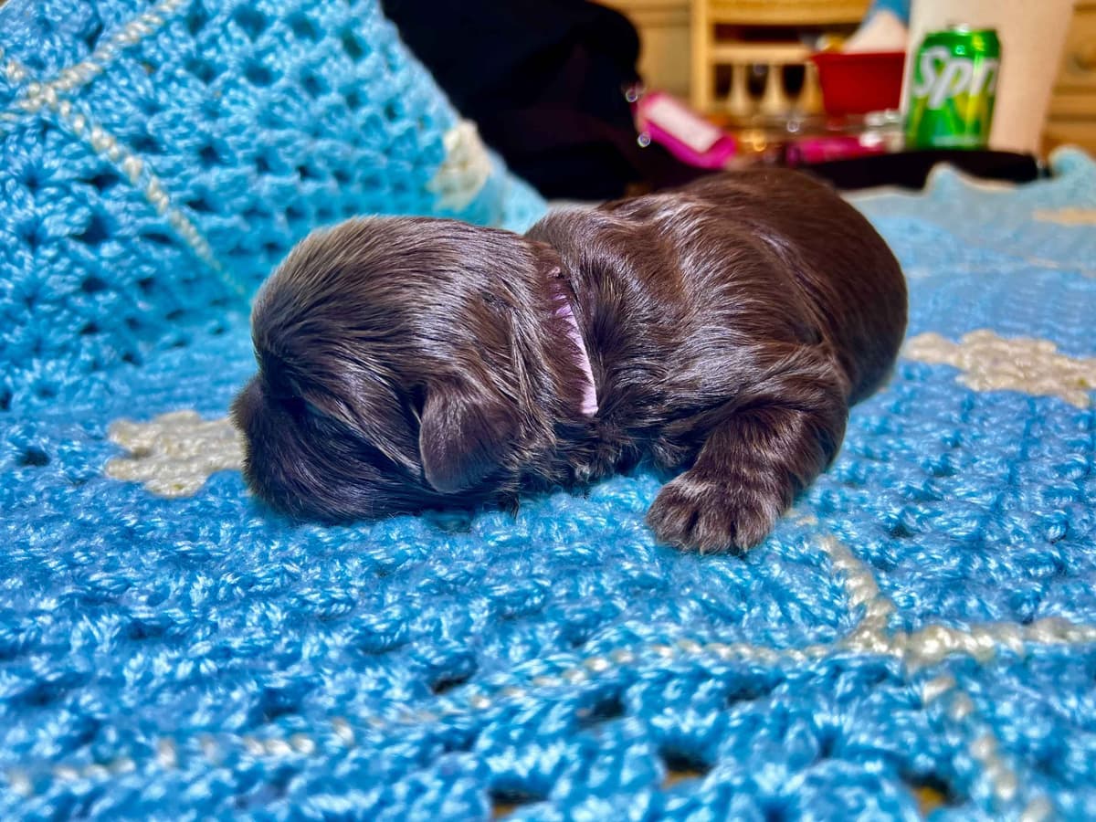 Adorable Tri Color Treasures breeder image 14
