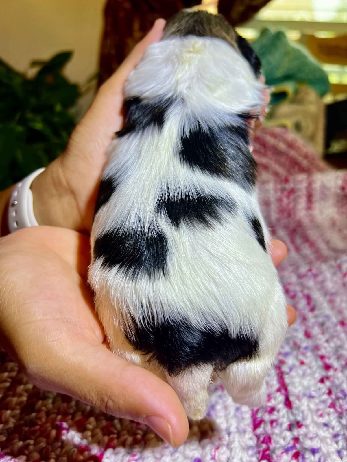 Adorable Tri Color Treasures breeder image 15