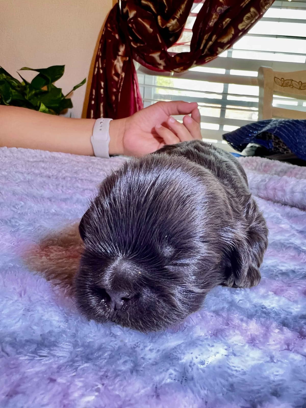 Adorable Tri Color Treasures breeder image 16