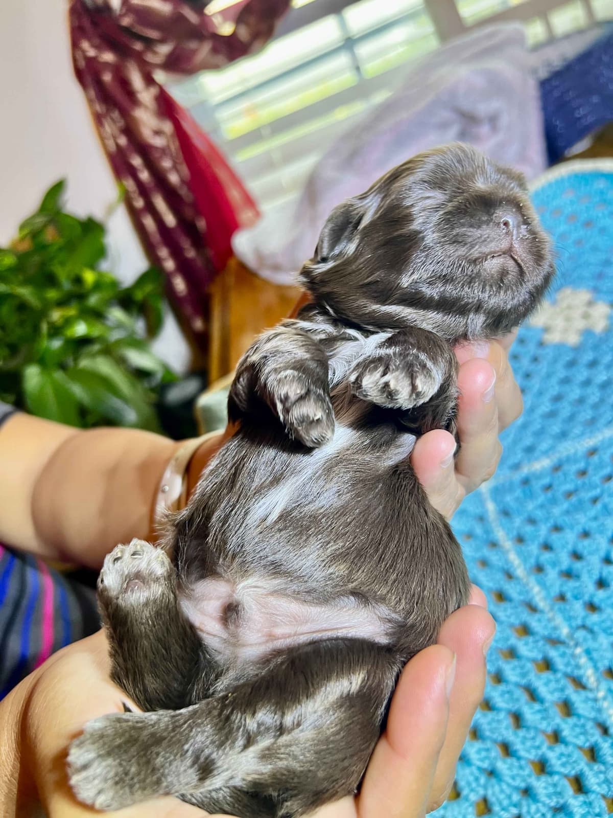 Adorable Tri Color Treasures breeder image 17