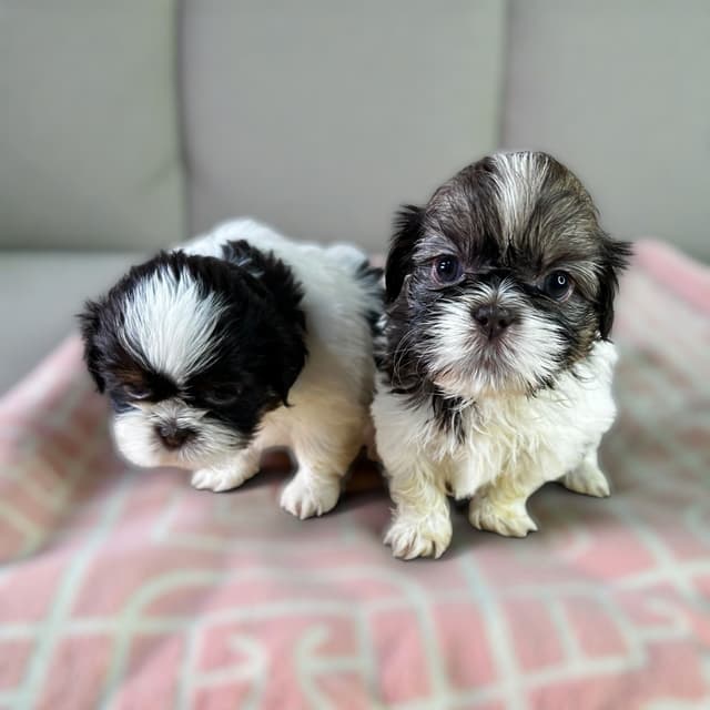 Adorable Tri Color Treasures media 2