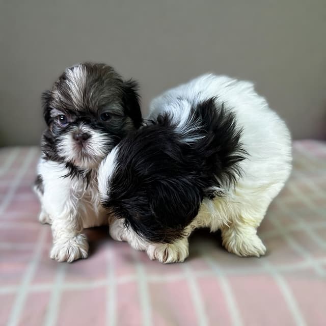 Adorable Tri Color Treasures media 3