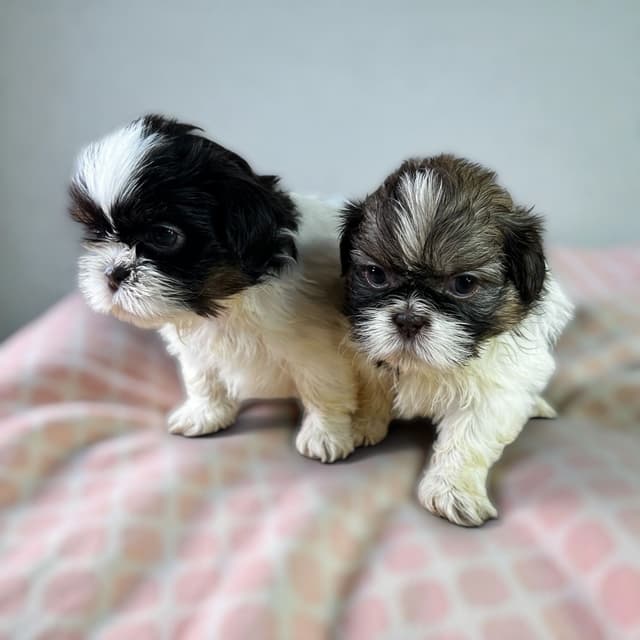Adorable Tri Color Treasures media 5