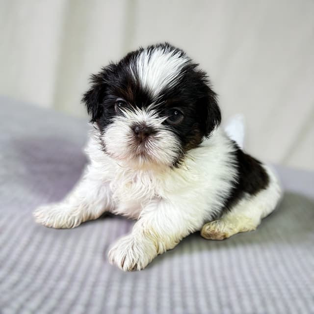 Adorable Tri Color Treasures media 6