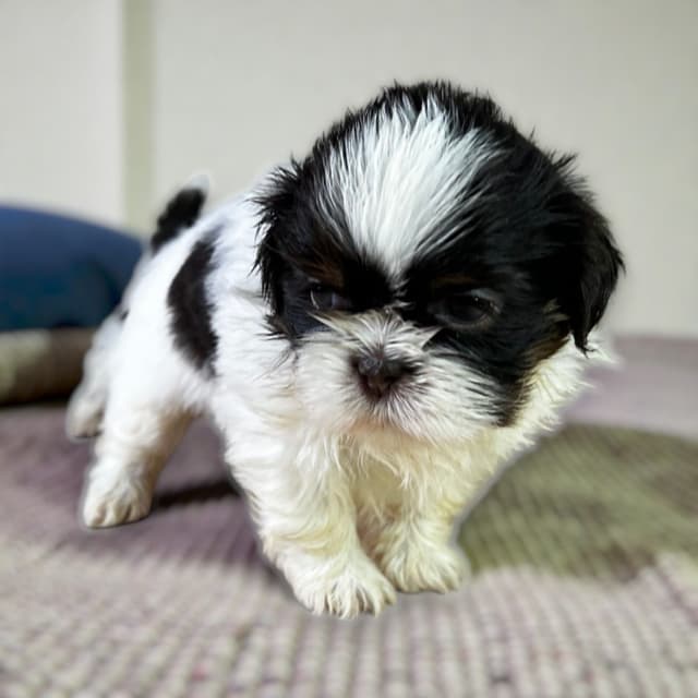 Adorable Tri Color Treasures media 10