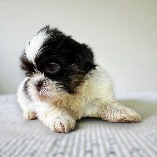 Adorable Tri Color Treasures media 11