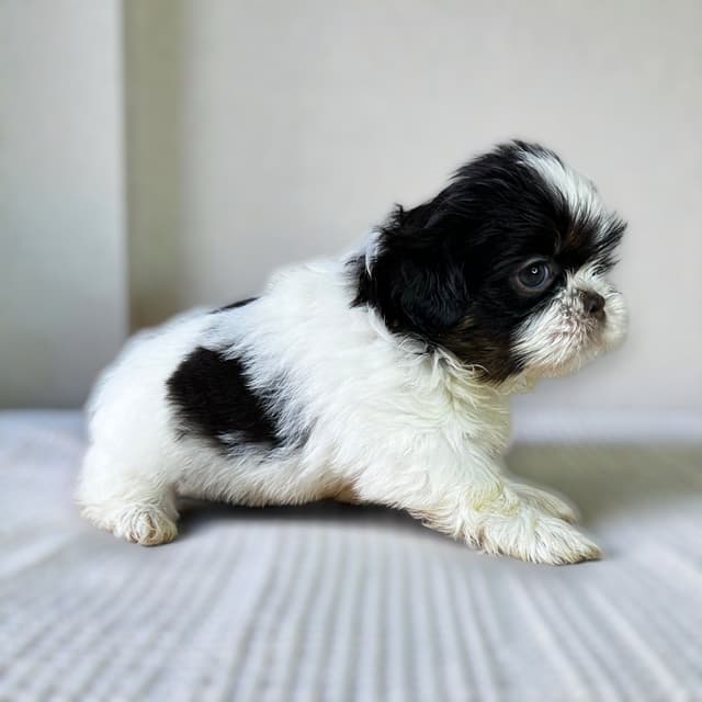 Adorable Tri Color Treasures media 15