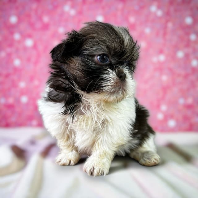 Adorable Tri Color Treasures media 17