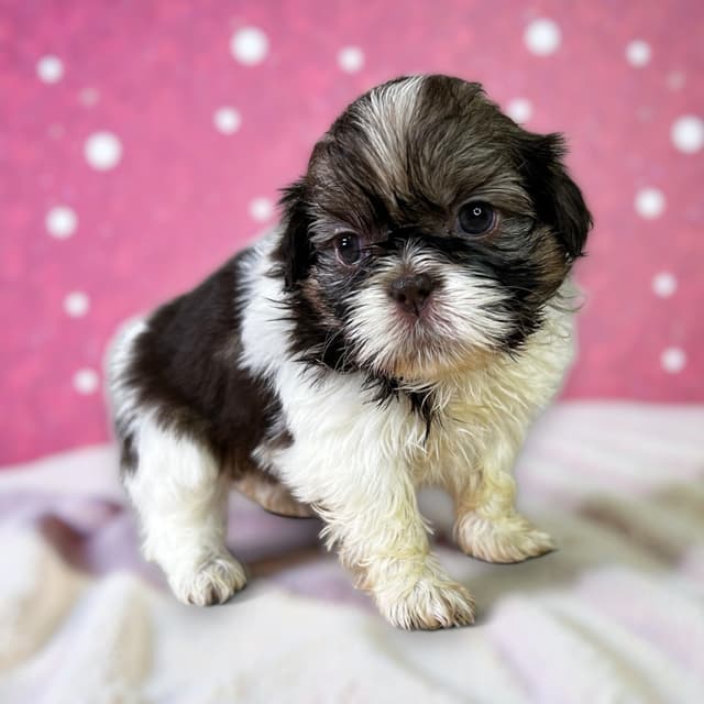 Adorable Tri Color Treasures media 19