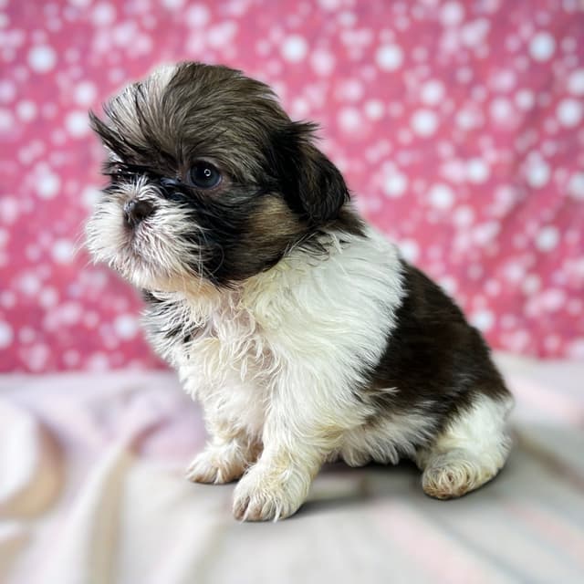 Adorable Tri Color Treasures media 24