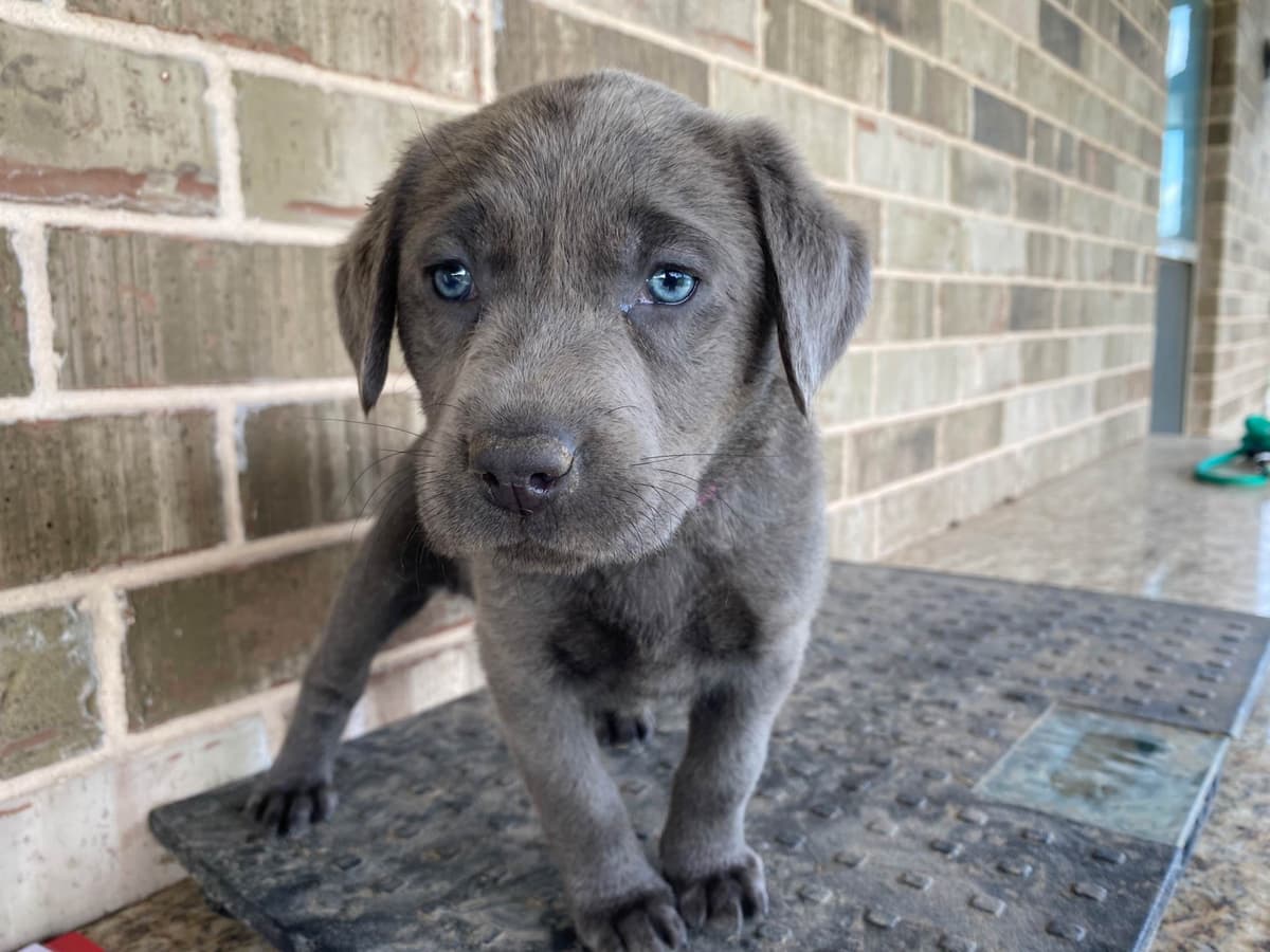 German Shepherd Puppies breeder image 1