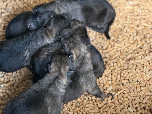 German Shepherd Puppies media 2