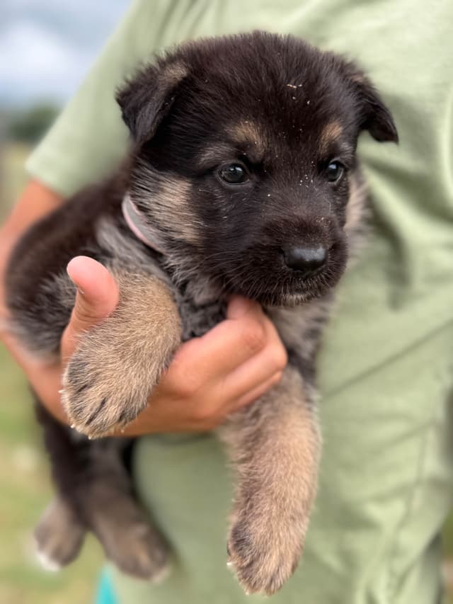 German Shepherd Dog Puppies media 2